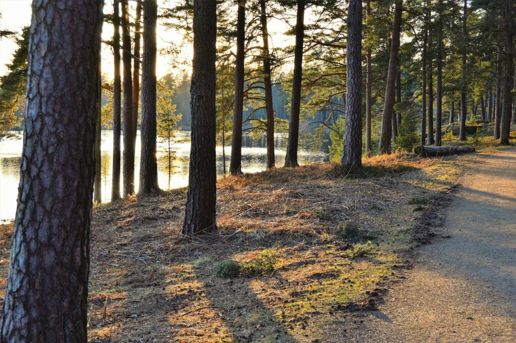 It is peaceful and kind to yourself to take a walk in nature and it can assist with adjustment and connection.