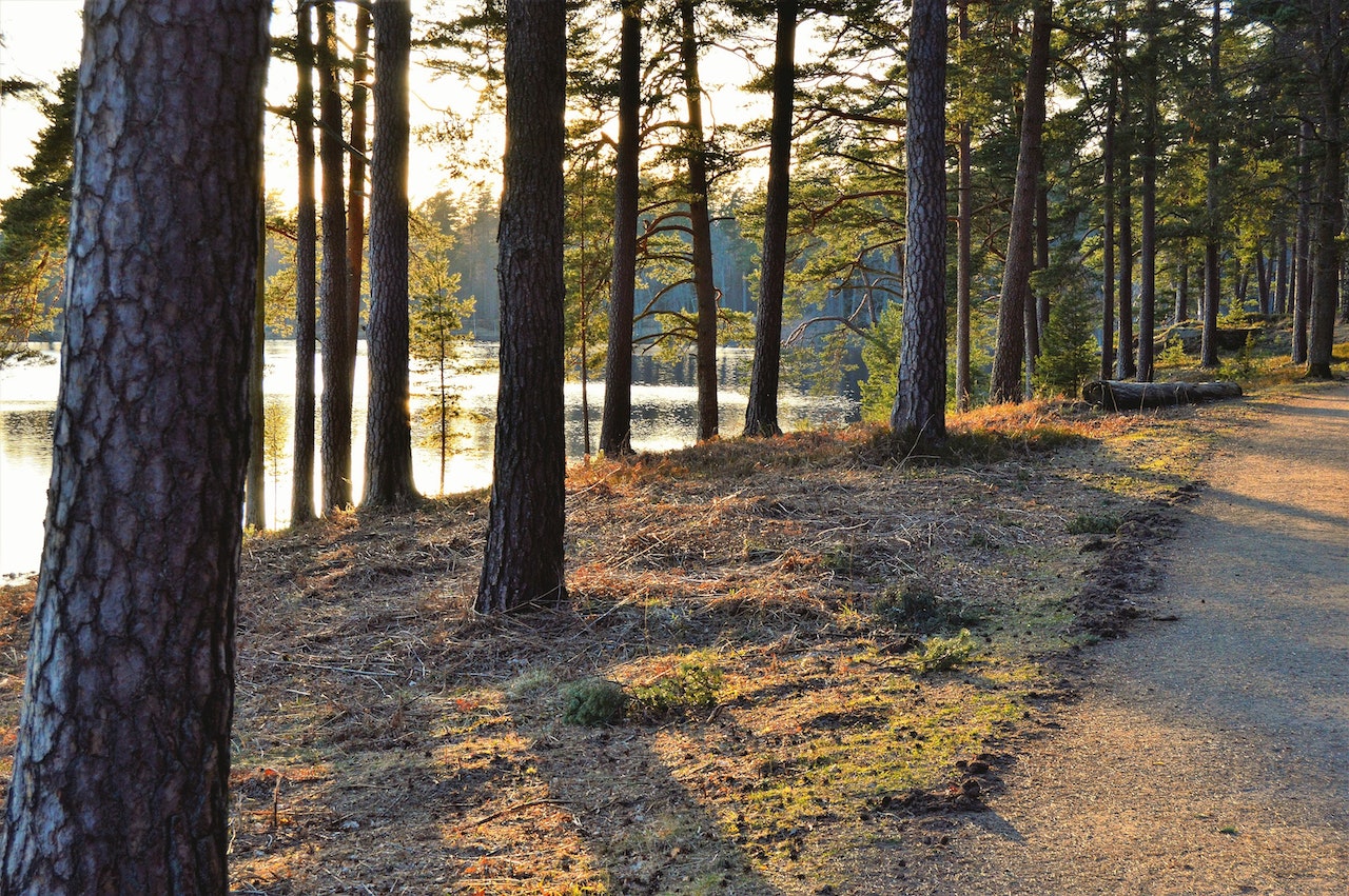 It is peaceful and kind to yourself to take a walk in nature and it can assist with adjustment.